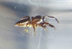 Phanias albeolus