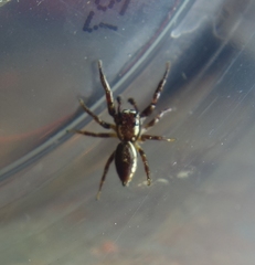 Phanias albeolus