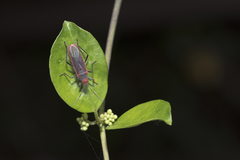 Thunbergia marginata