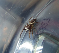 Phanias albeolus