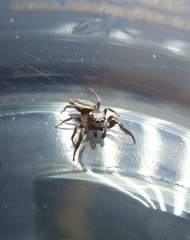 Phanias albeolus