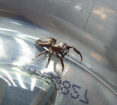 Phanias albeolus