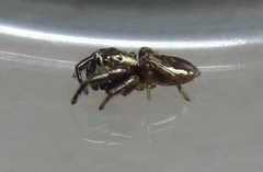 Phanias albeolus