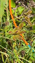 Mimosa hystricina