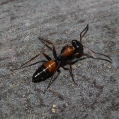 Opisthopsis picta