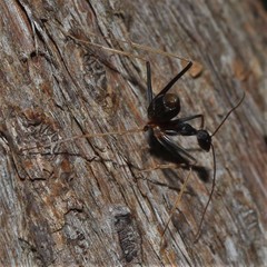 Leptomyrmex rothneyi