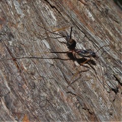 Leptomyrmex rothneyi