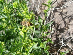 Vincetoxicum dionysiense