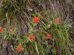 Castilleja hispida hispida