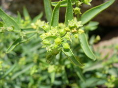 Vincetoxicum dionysiense