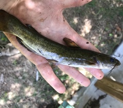 Ameiurus brunneus
