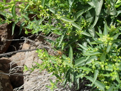 Vincetoxicum dionysiense