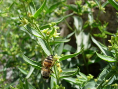 Vincetoxicum dionysiense