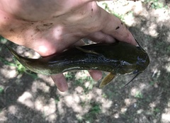 Ameiurus brunneus