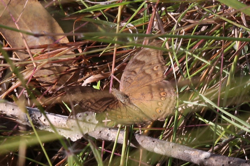 Brown Pansy