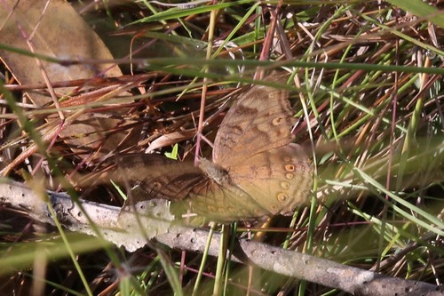 Brown Pansy