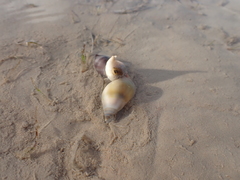 Nassarius dorsatus