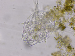 Neocopepoda