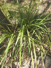 Dianella brevipedunculata