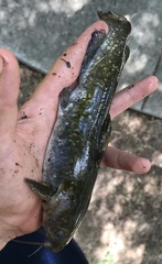 Ameiurus brunneus