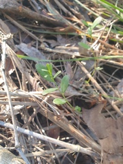 Synostemon hirtellus