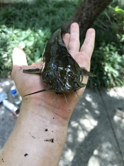 Ameiurus brunneus