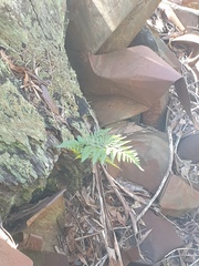 Davallia solida pyxidata