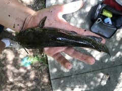 Ameiurus brunneus