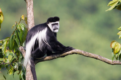 Colobus guereza