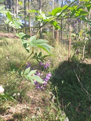 Solanum seaforthianum