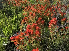 Castilleja angustifolia