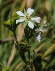 Horkelia clevelandii