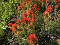 Castilleja angustifolia