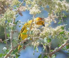 Ploceus castaneiceps