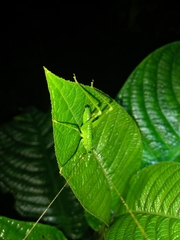 Tettigoniidae