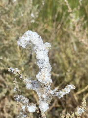 Craspedolepta suaedae