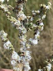 Craspedolepta suaedae