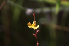 Utricularia chrysantha