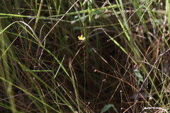 Utricularia chrysantha