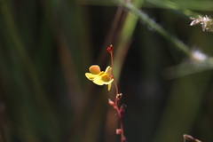 Utricularia chrysantha