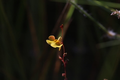 Utricularia chrysantha