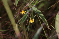 Utricularia chrysantha