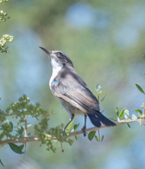 Anthreptes orientalis