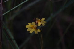 Utricularia chrysantha
