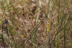 Utricularia chrysantha
