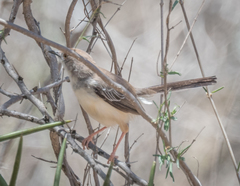 Prinia rufifrons
