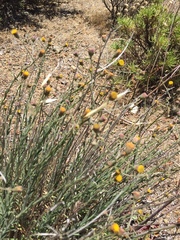 Erigeron petrophilus