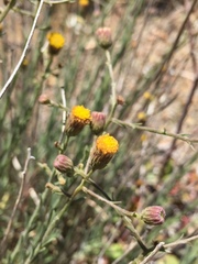 Erigeron petrophilus