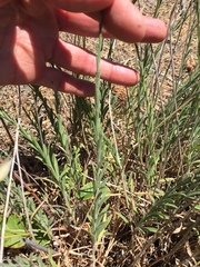Erigeron petrophilus