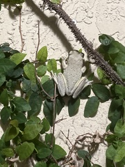 Osteopilus septentrionalis